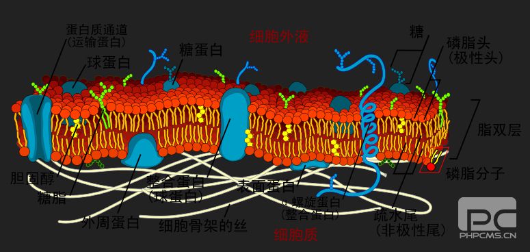 酵素至柔 -- 百路喜科技的理论基础